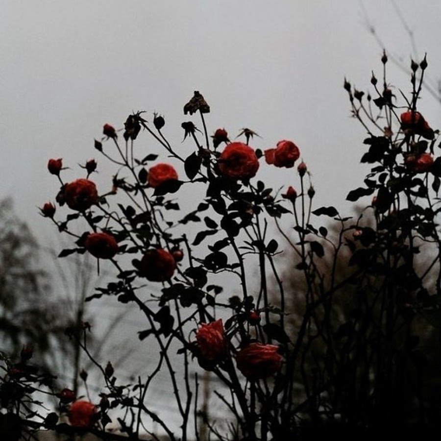 Роза aesthetic