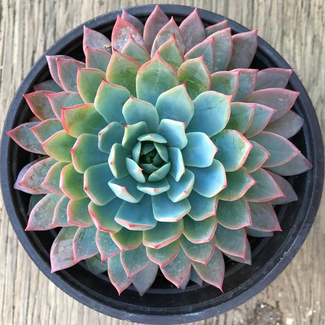 Echeveria Blue Atoll