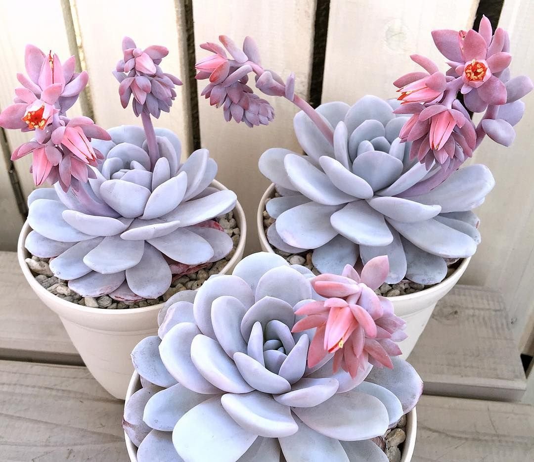 Эхеверия Лау Echeveria laui