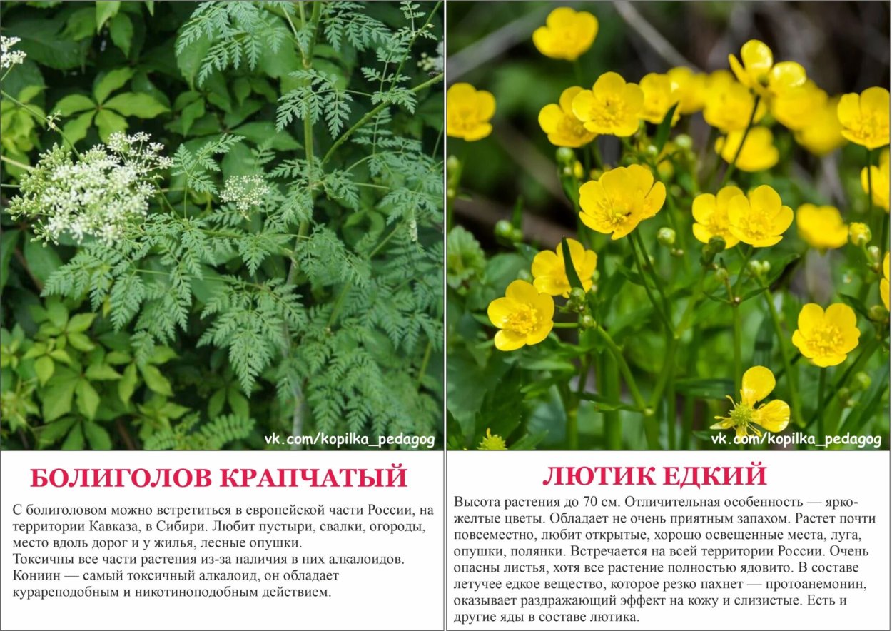Борщевик Сосновского ожоги