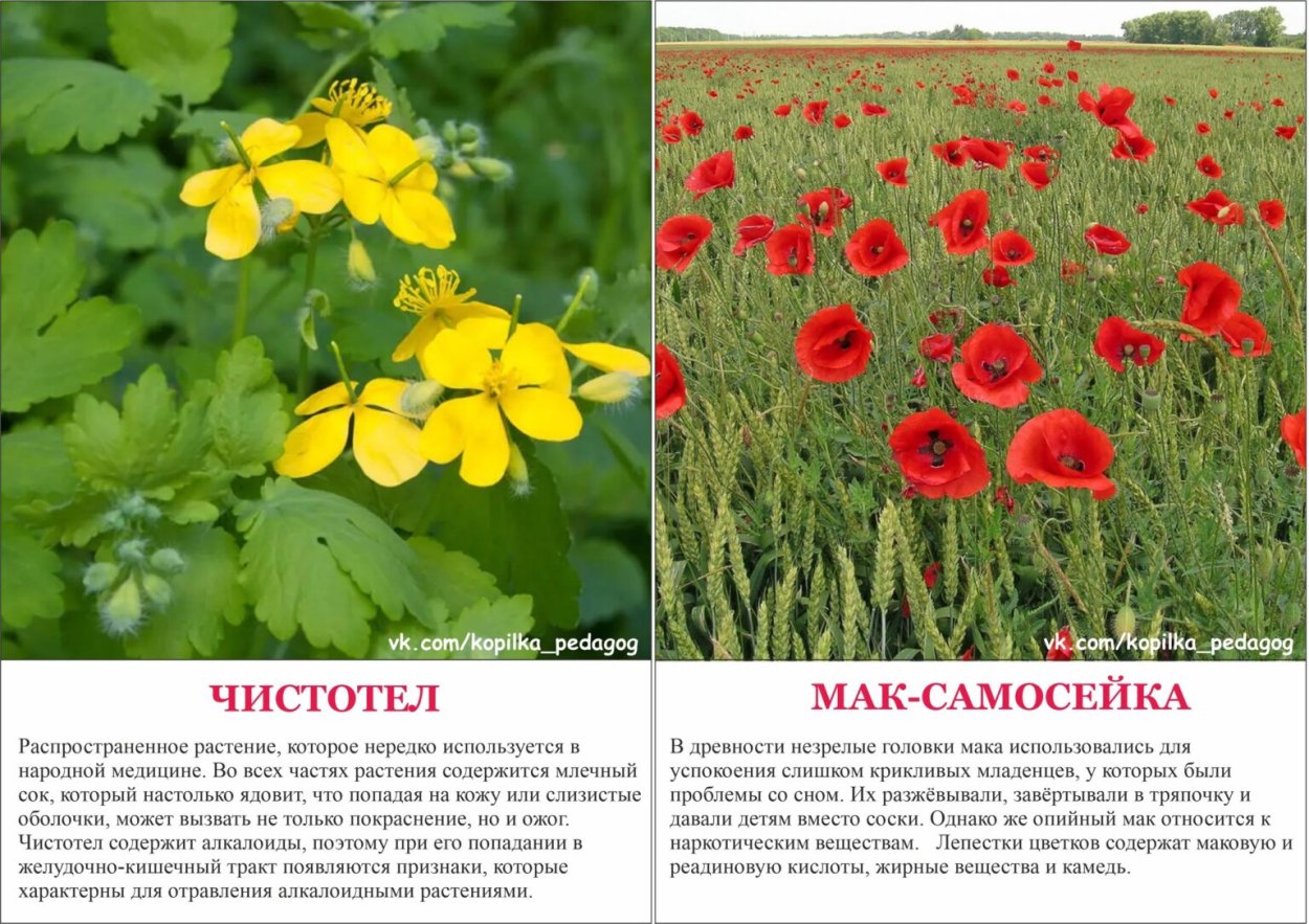Ядовитые растения