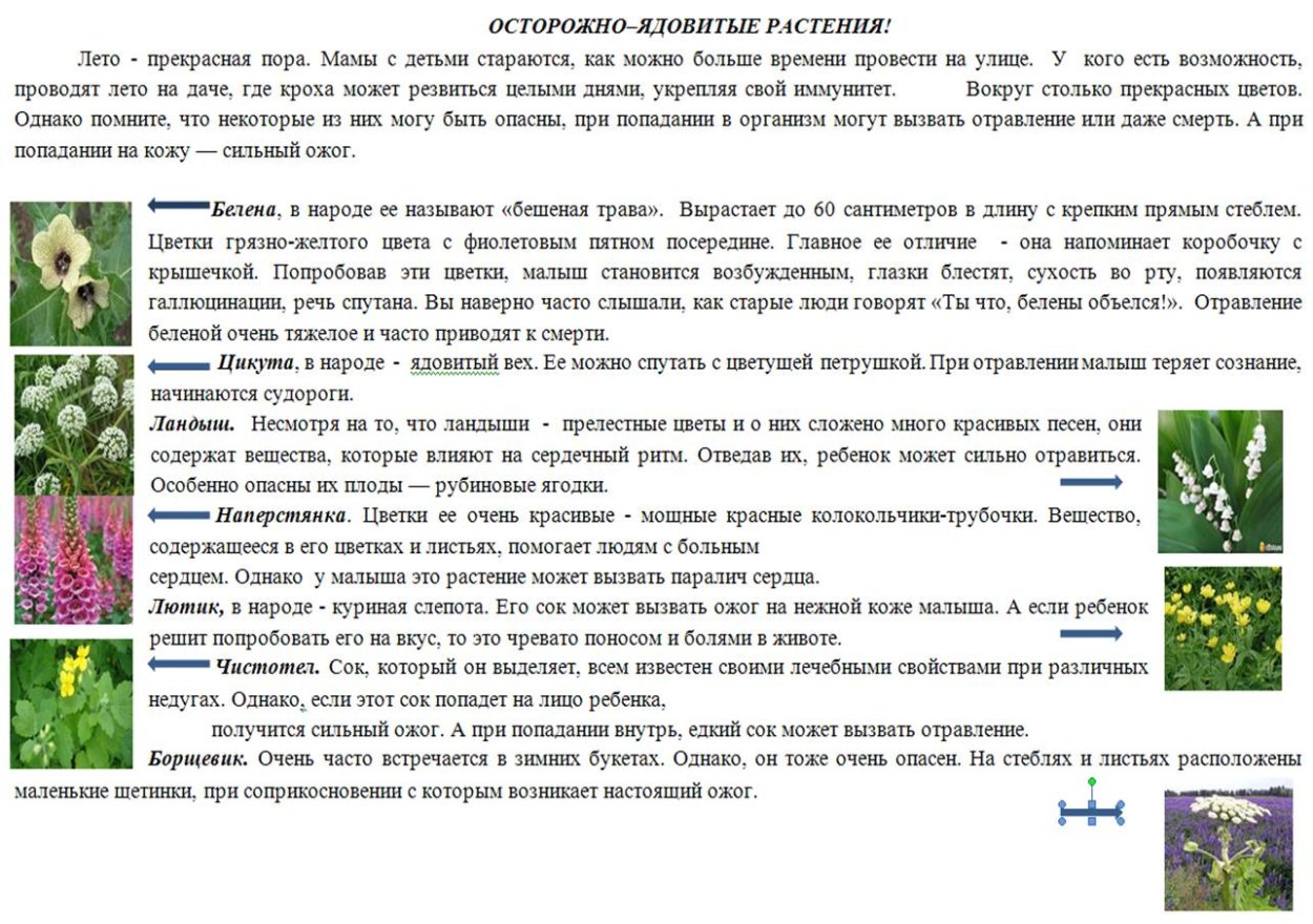 Ядовитые комнатные растения
