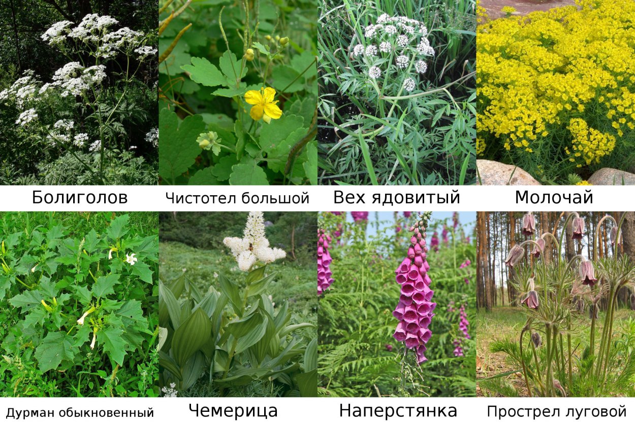 Название съедобных цветов