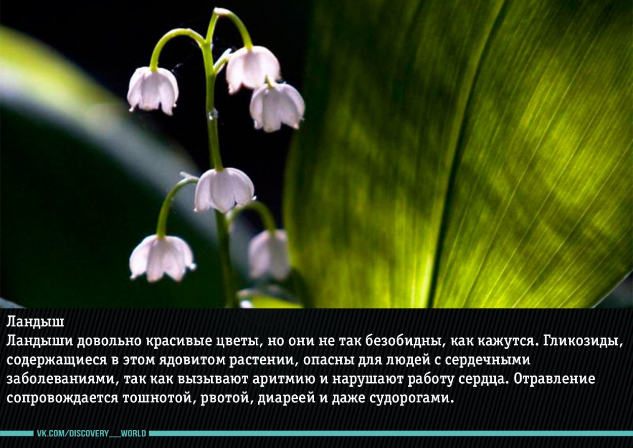 Диффенбахия ядовитое растение