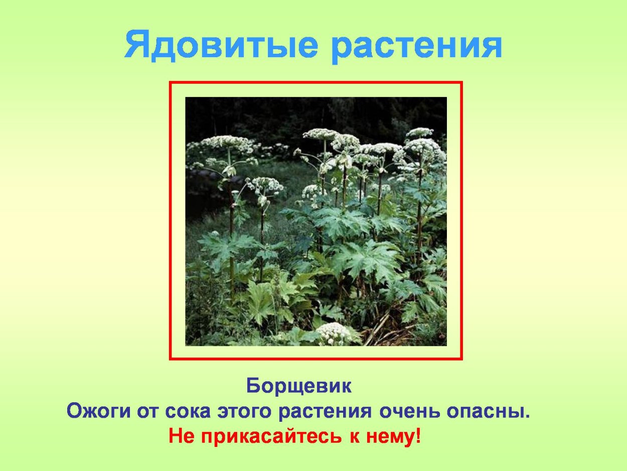 Купина Неопалимая растение в Крыму