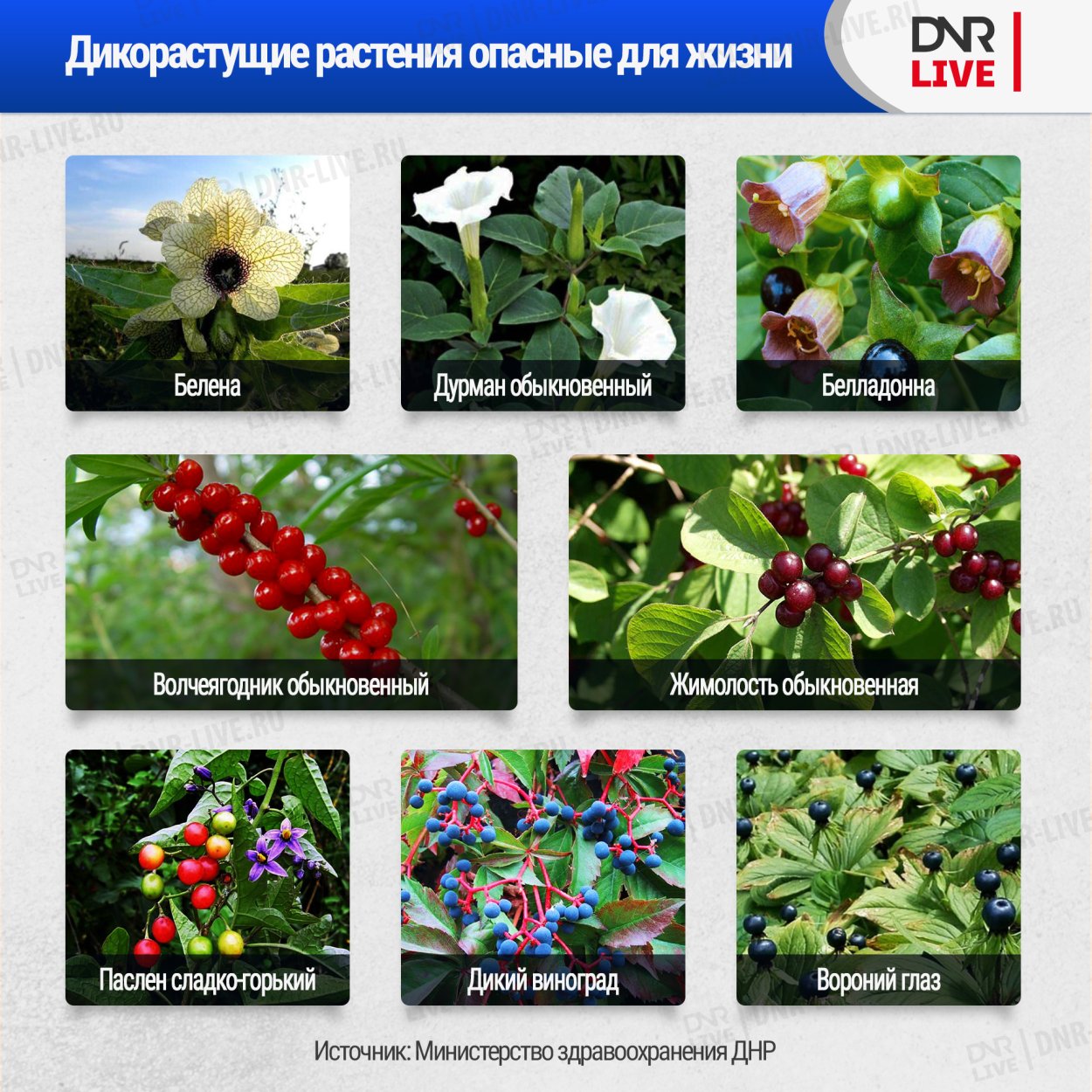 Лекарственные и ядовитые растения