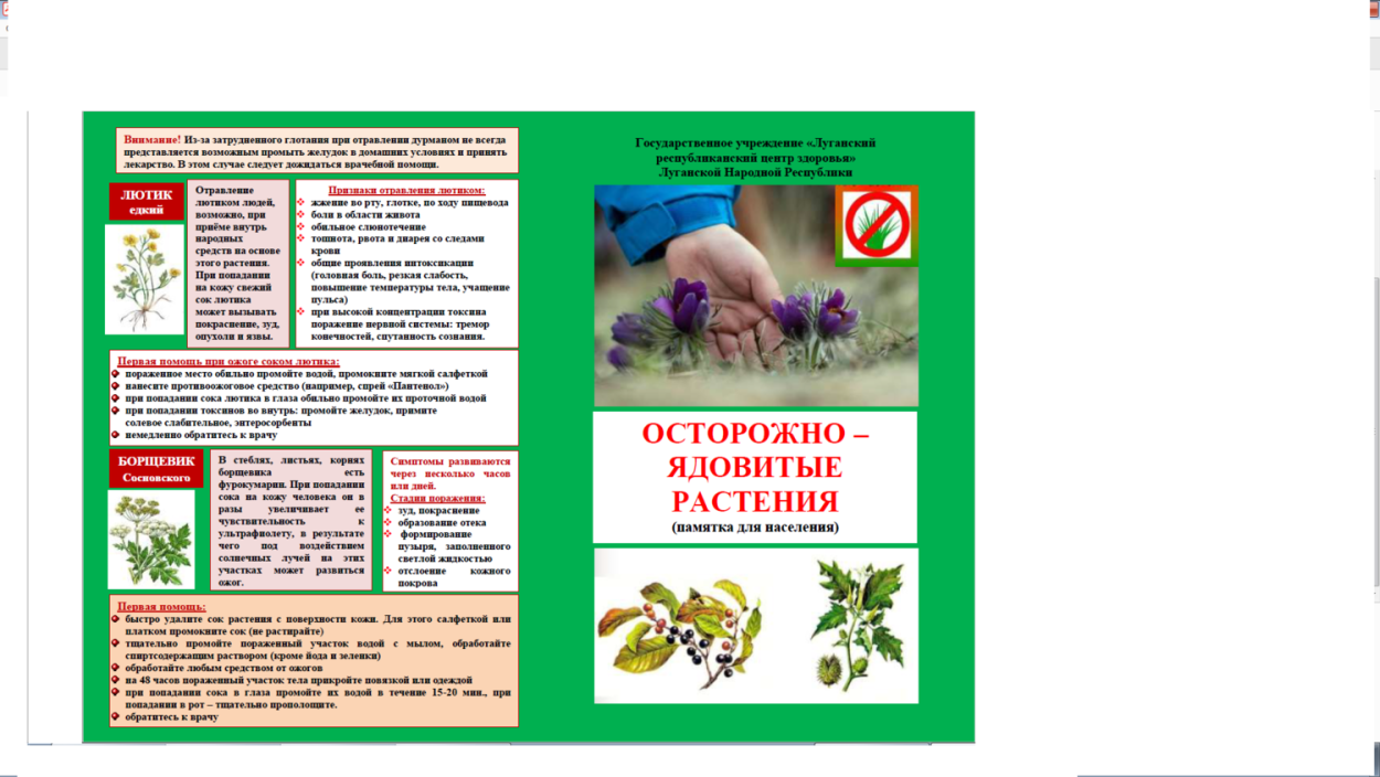 Осторожно борщевик