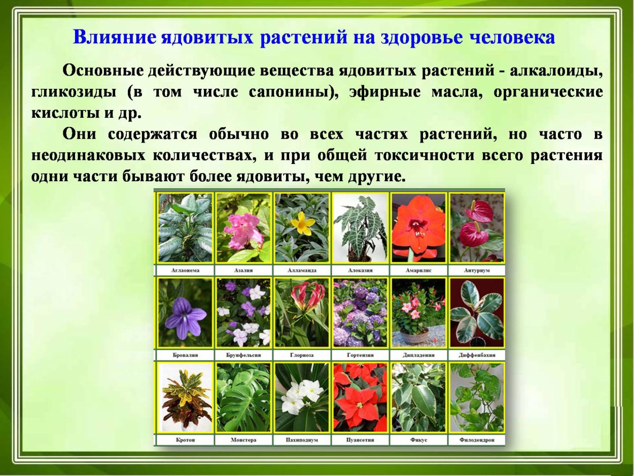 Какую траву нельзя кроликам