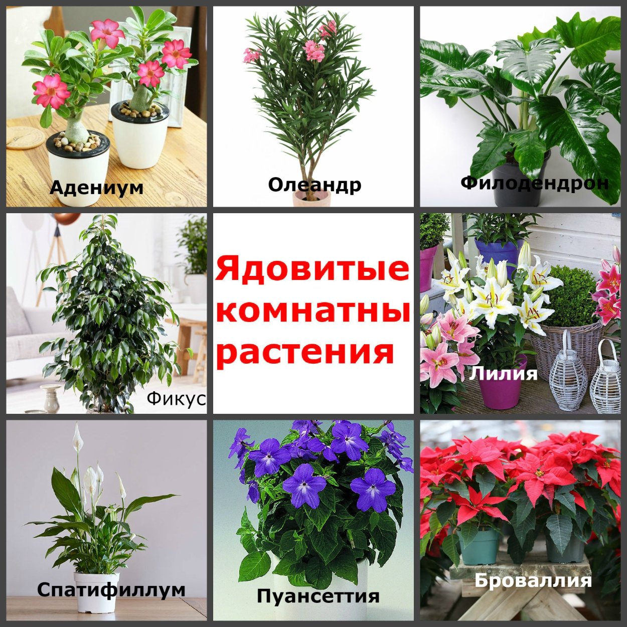 Хоста растение ядовитое или нет
