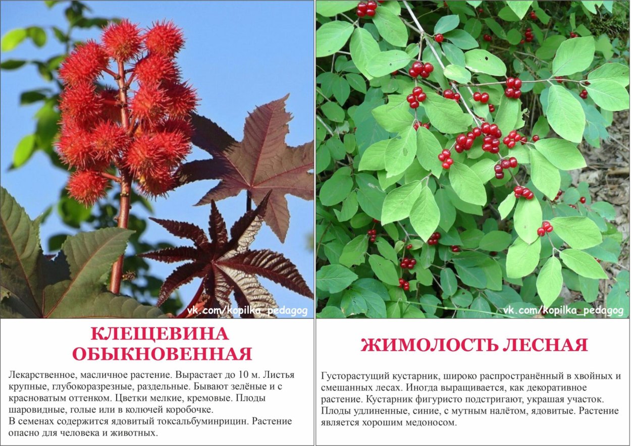 Ядовитый цветок в Турции фото