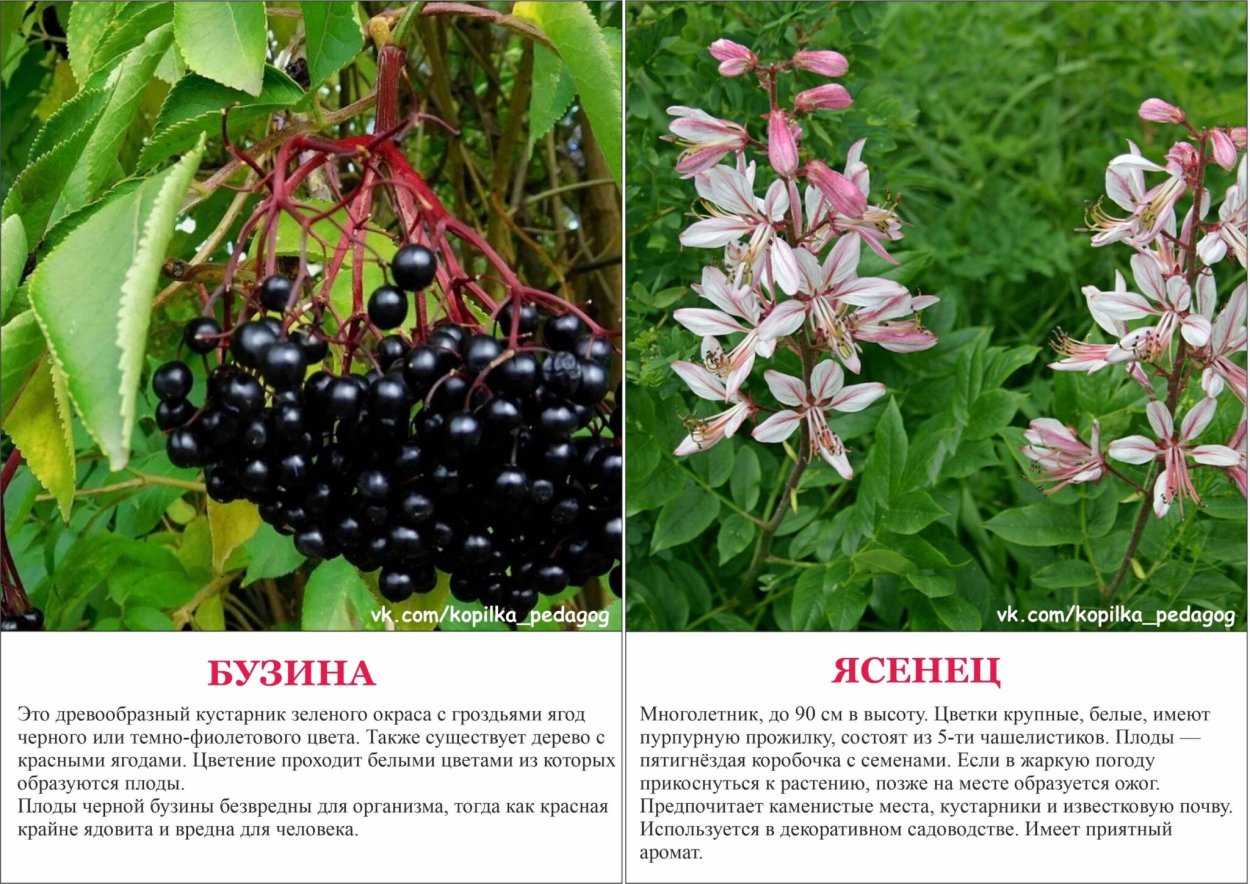 Ядовитые летние растения