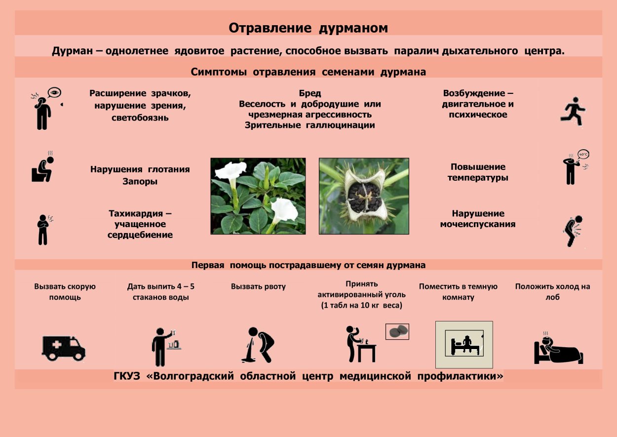Борщевик строение растения