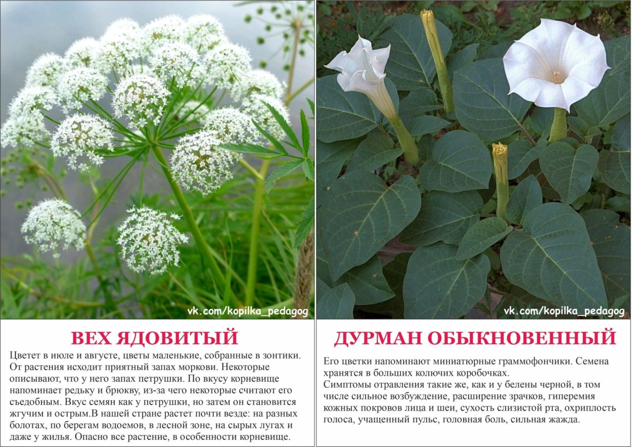 Комнатные растения названия