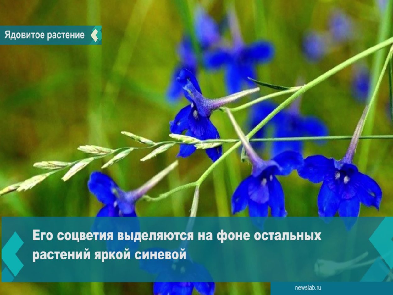 Paris quadrifolia l. Вороний глаз четырёхлистный