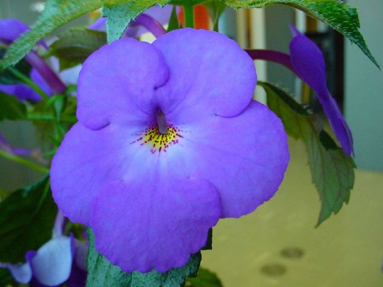 Ахименес Purple Triumph