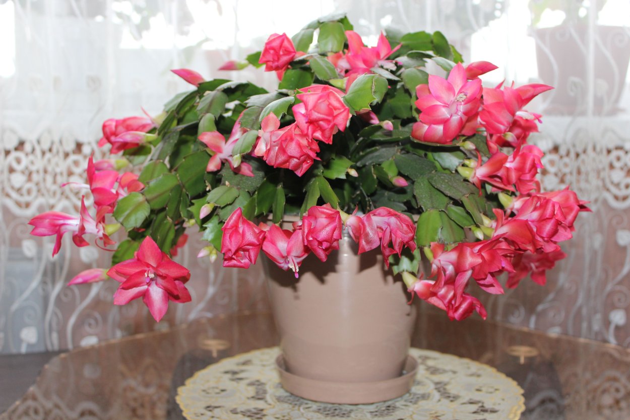 Шлюмбергера Pink Rose