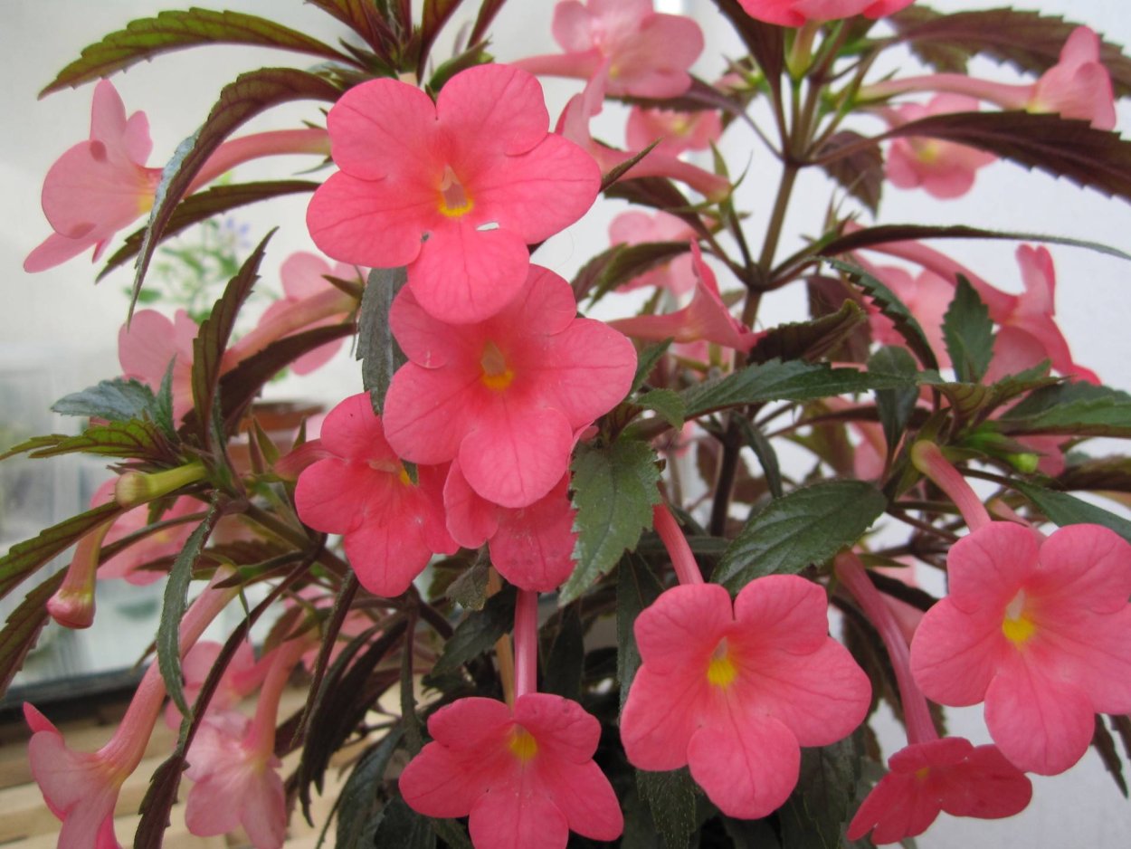 Ахименес Peach Blossom