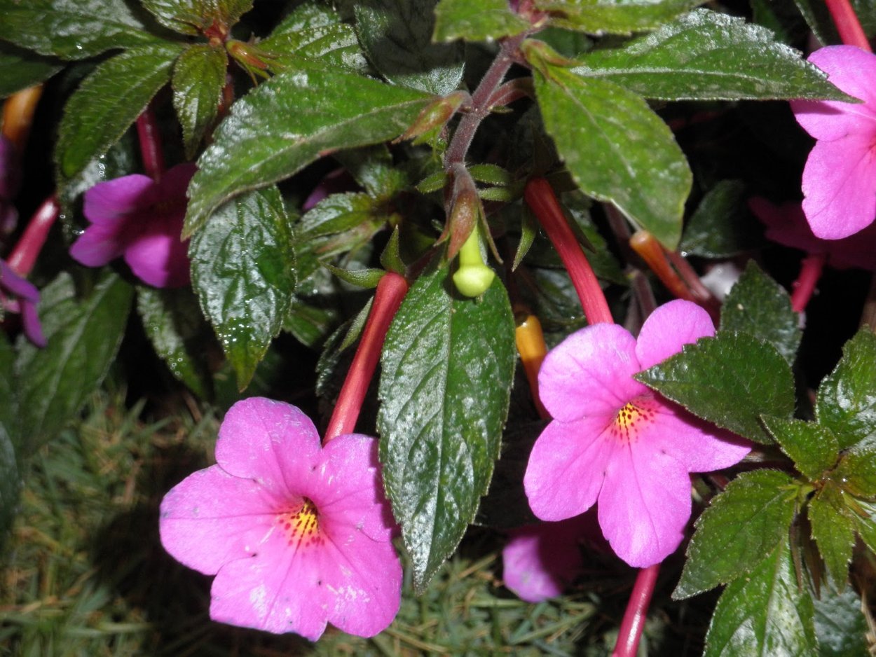 Achimenes longiflora