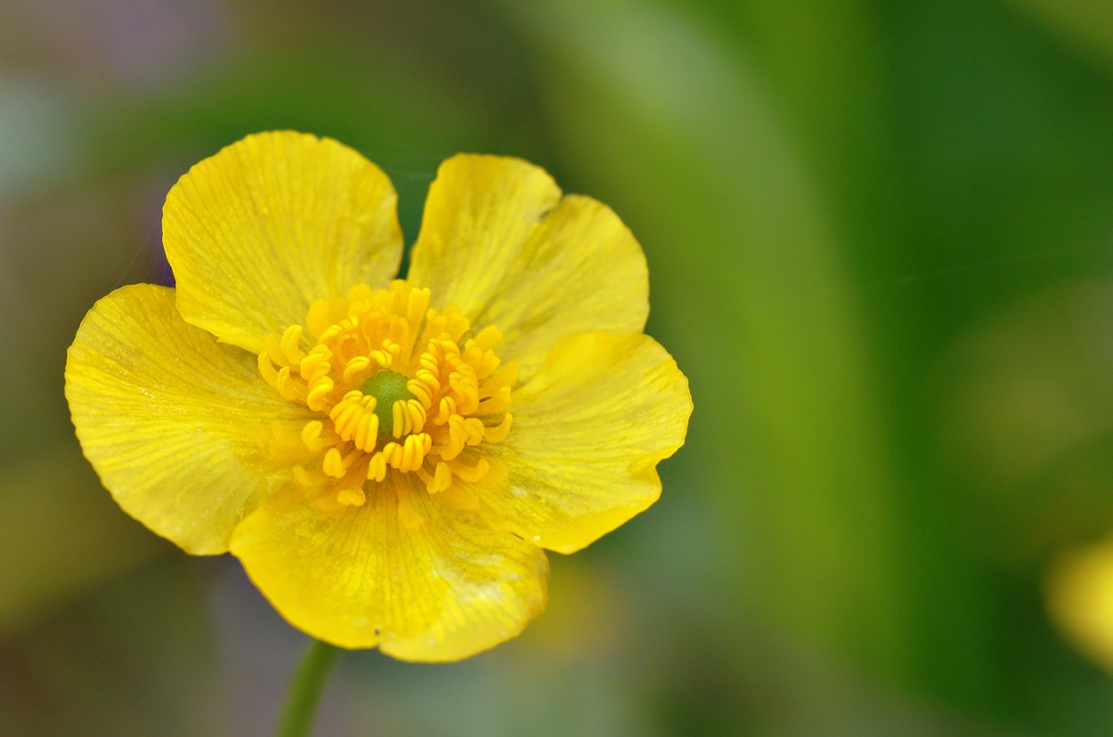Buttercup Лютик