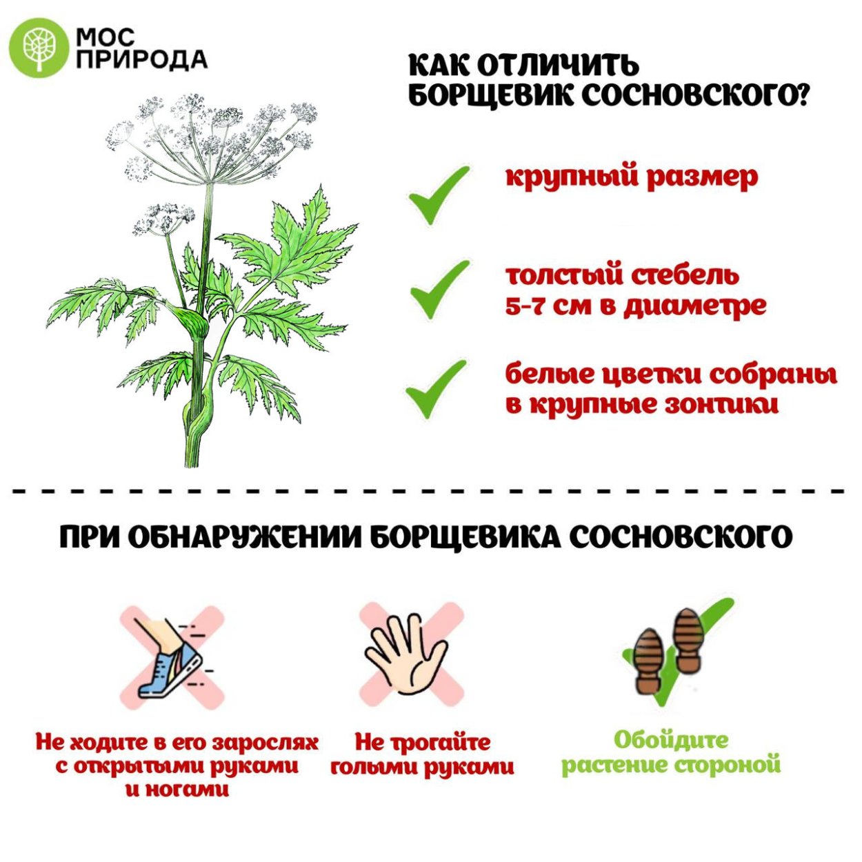 Раффлезия Арнольди