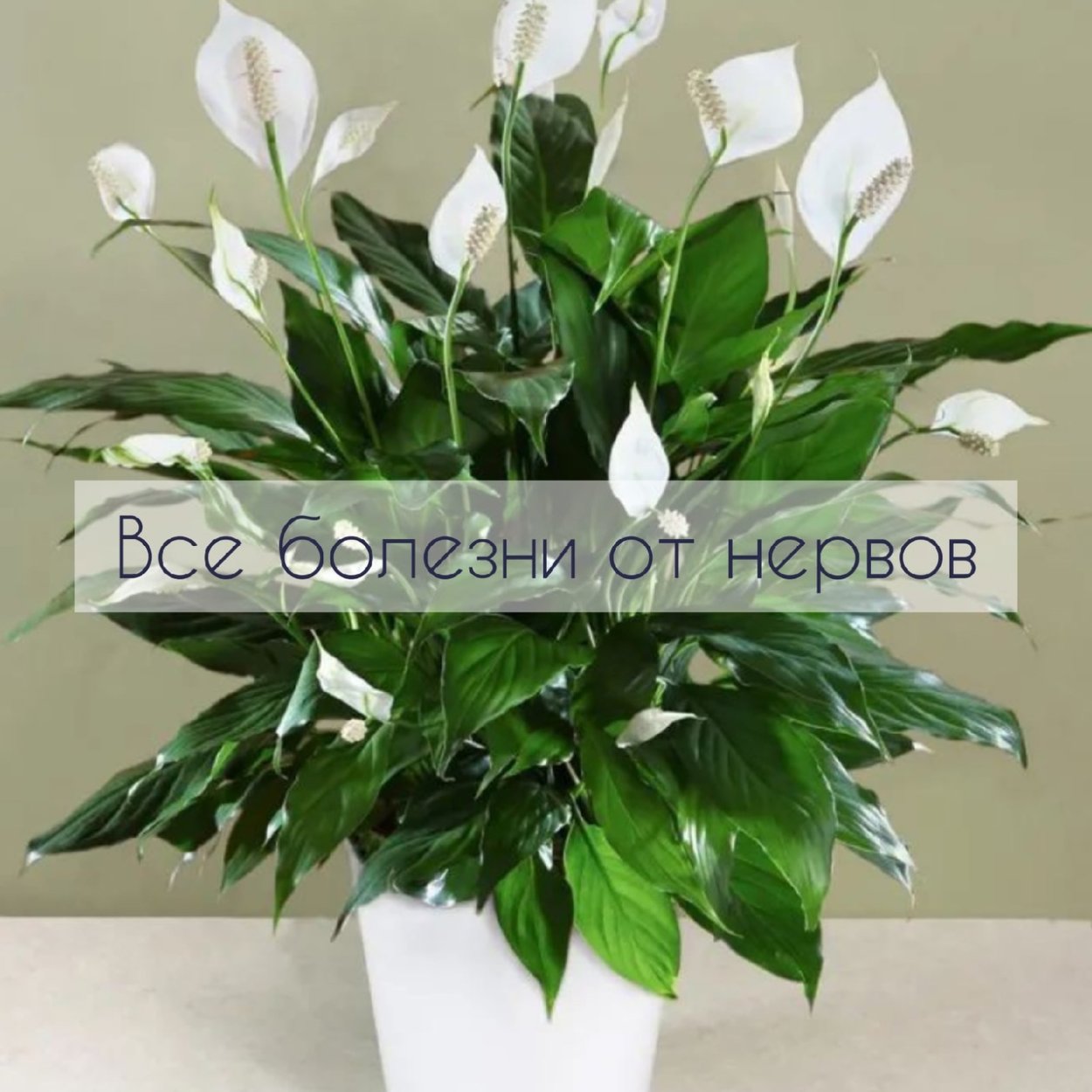 Цветок мадагаскарский Жасмин