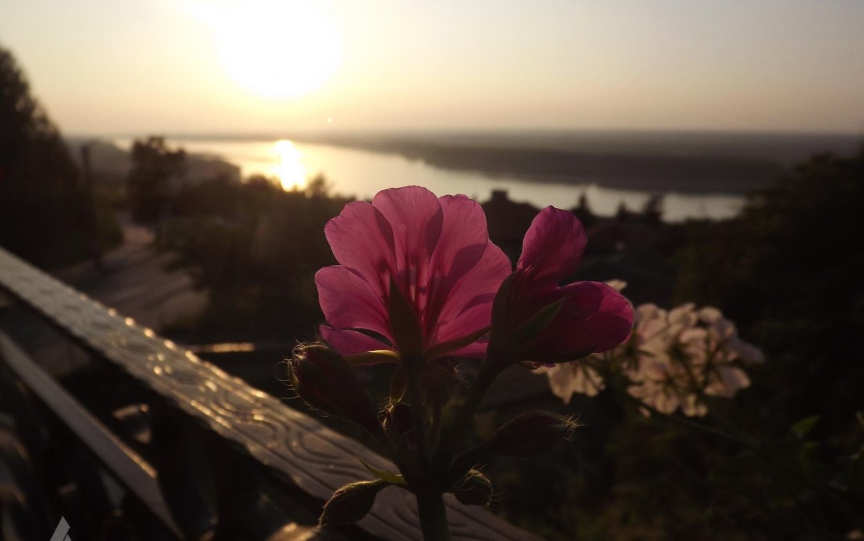 Эстетика цветов на закате