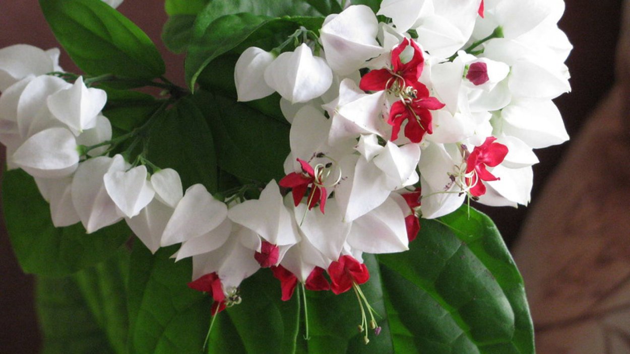 Цветок с белыми цветами комнатный
