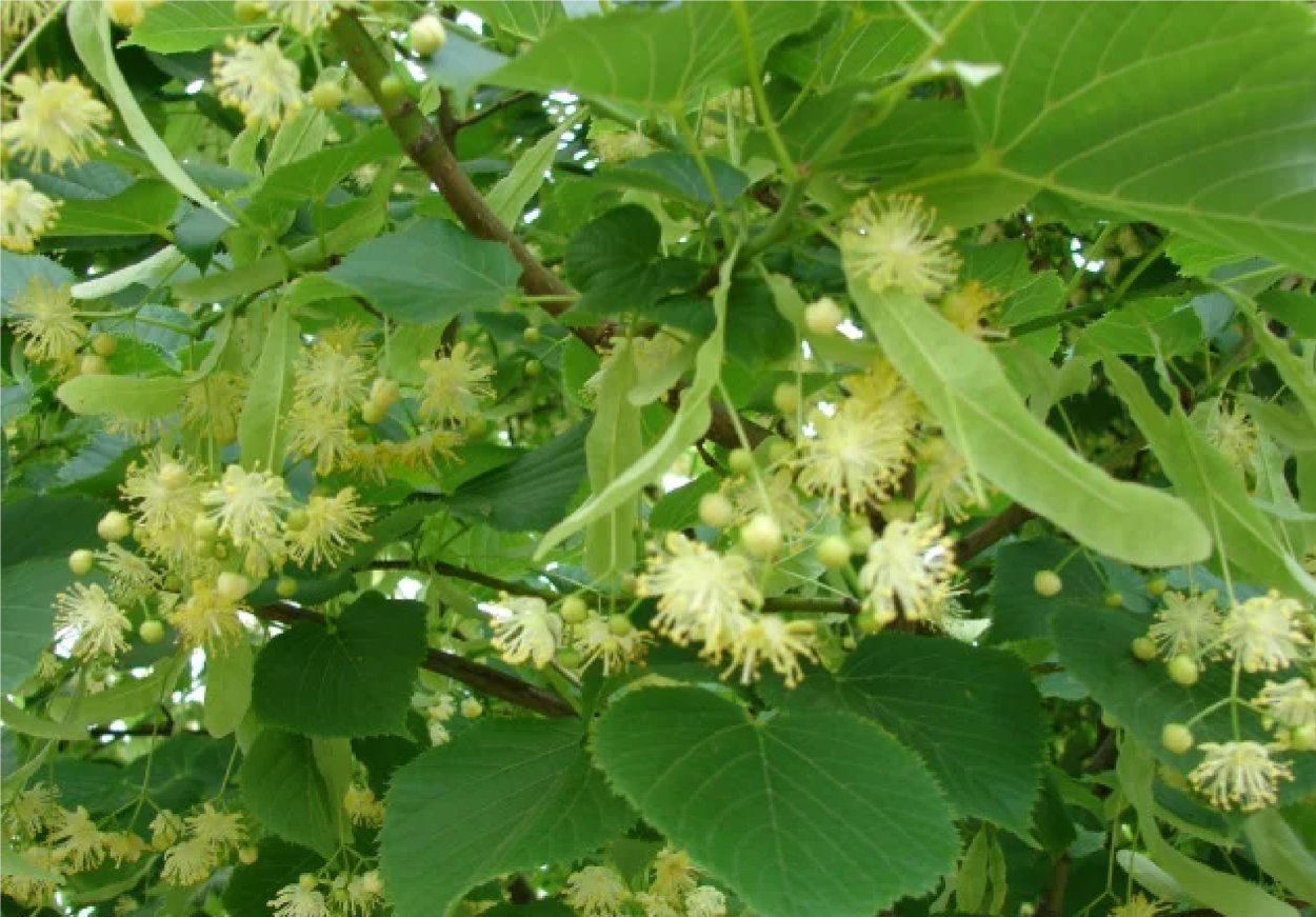 Липа Tilia platyphyllos