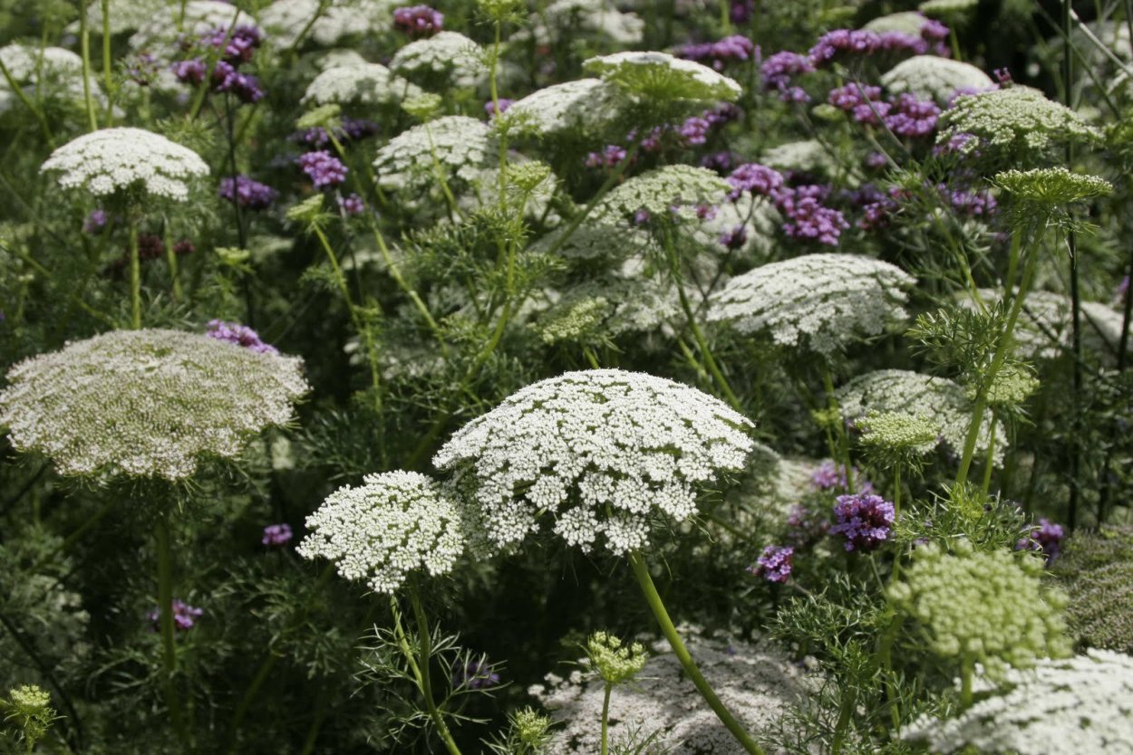 Амми (Ammi) majus Visnaga
