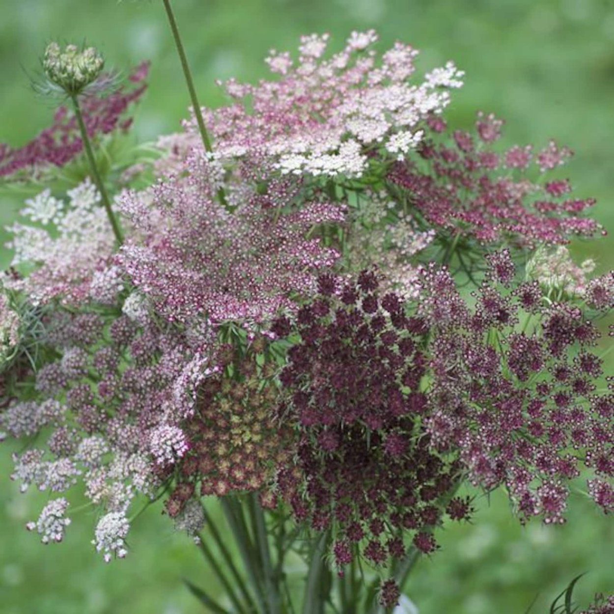 Амми Daucus carota