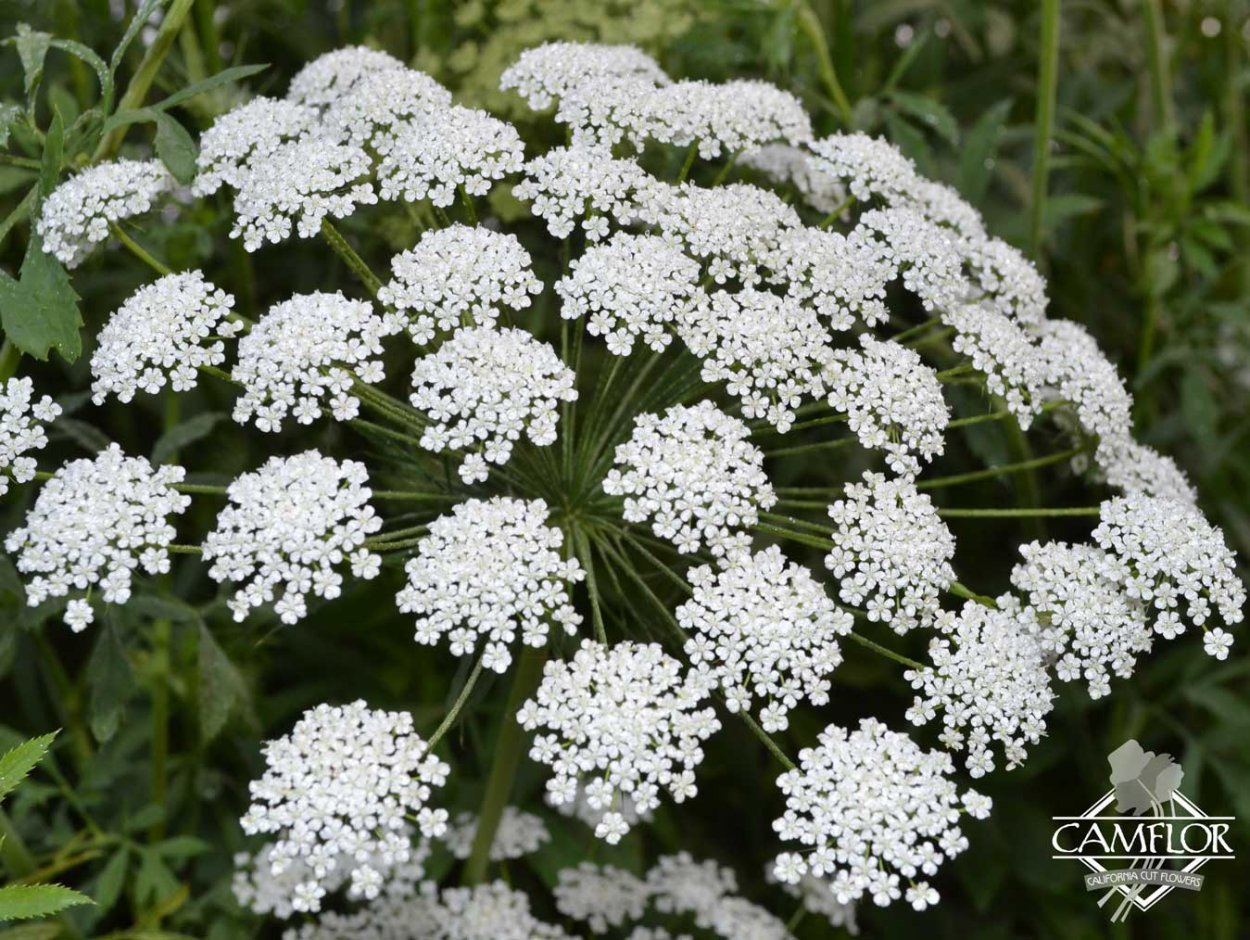 Амми большая (Ammi majus)