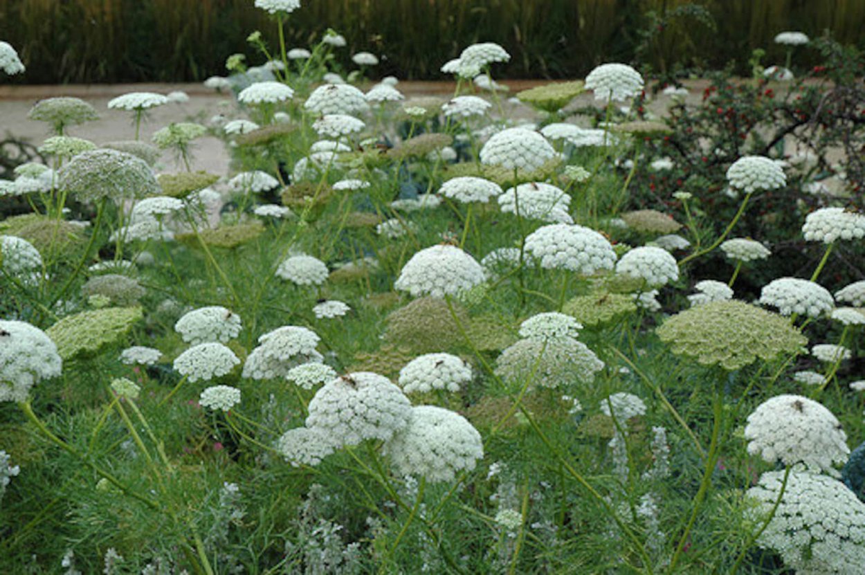 РђРјРјРё Visnaga