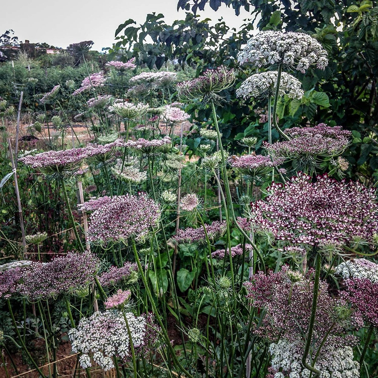 Амми Daucus carota