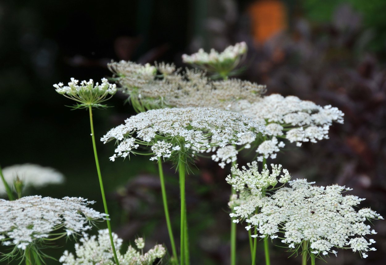 Цветок Ammi majus