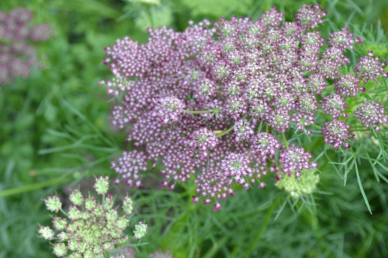 Ammi majus