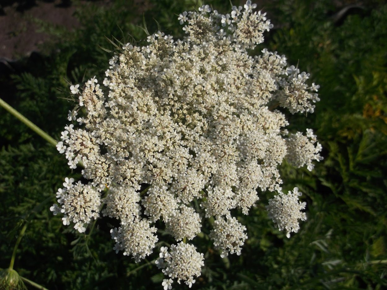 Queen Anne's Lace