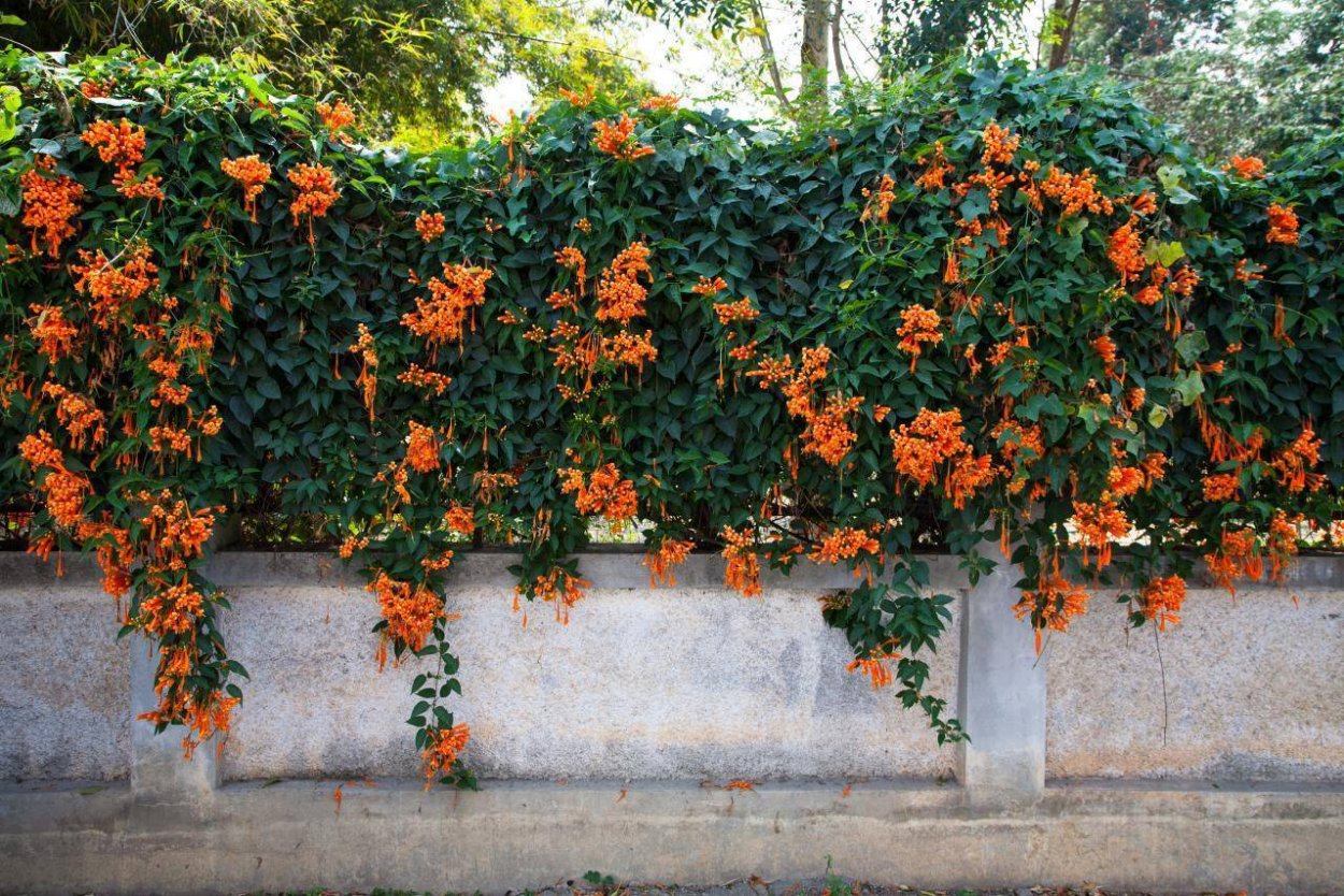 Лиана с оранжевыми трубчатыми цветами