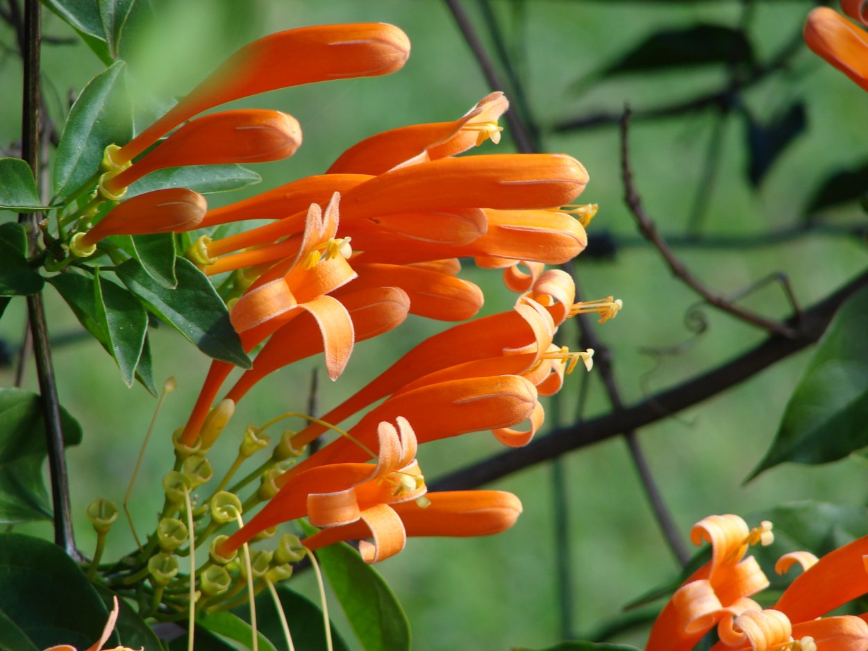 Pyrostegia venusta