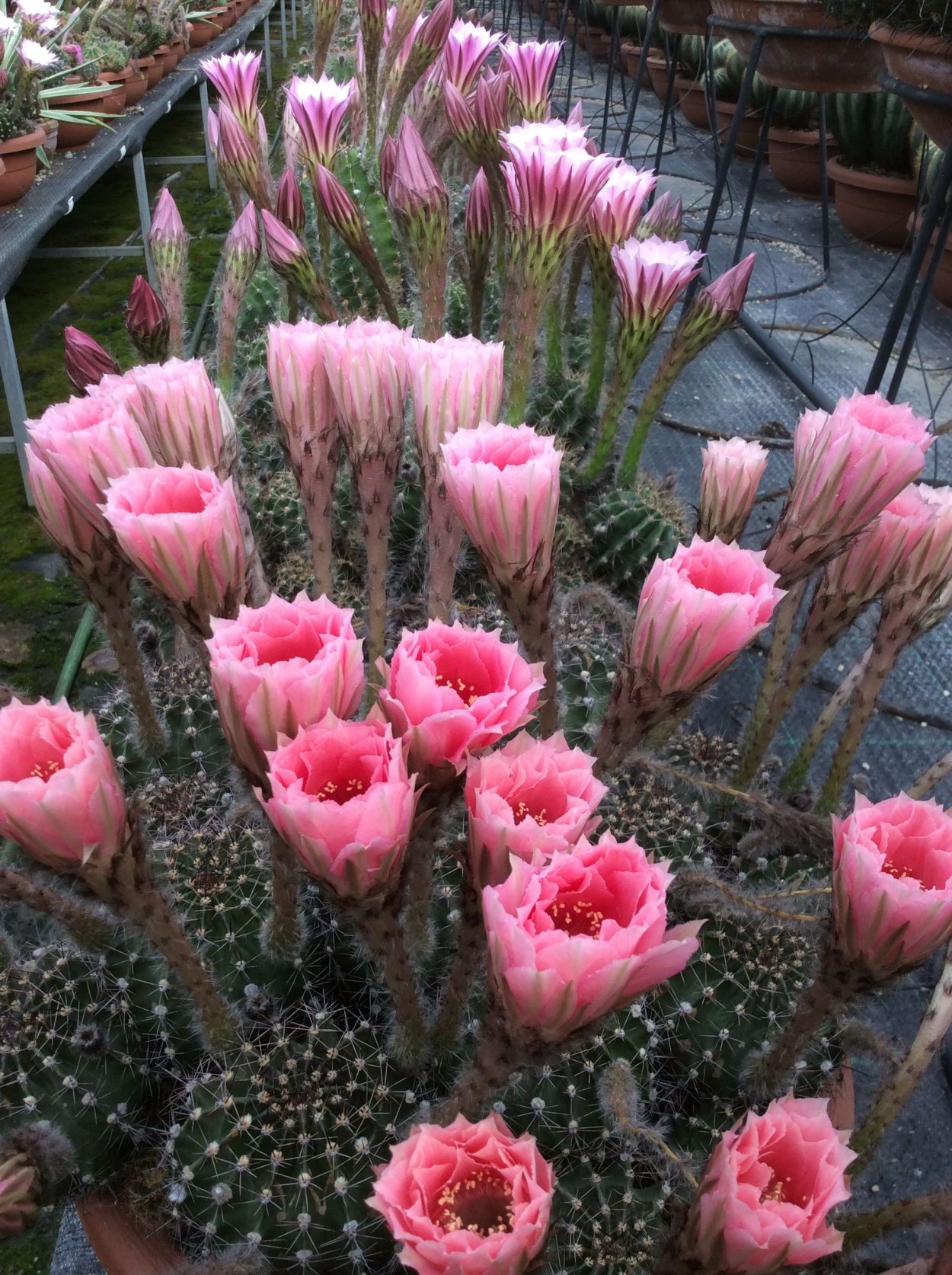 Суккулент Кактус Echinopsis