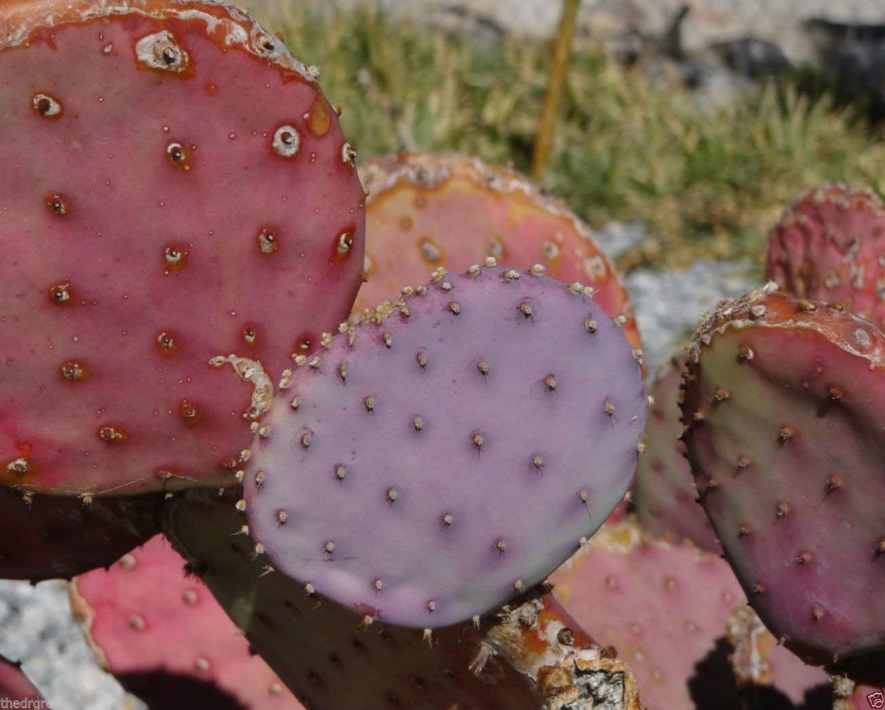Опунция фиолетовая Purple Prickly