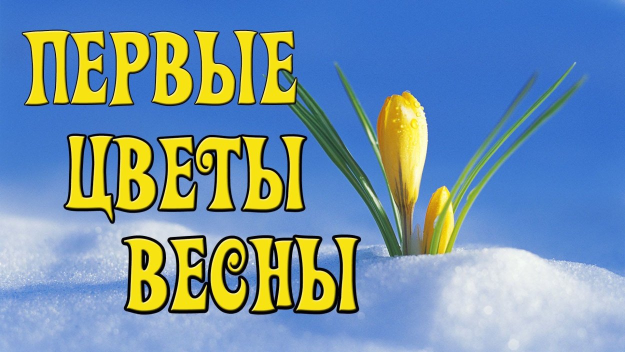 Апрель первоцветы