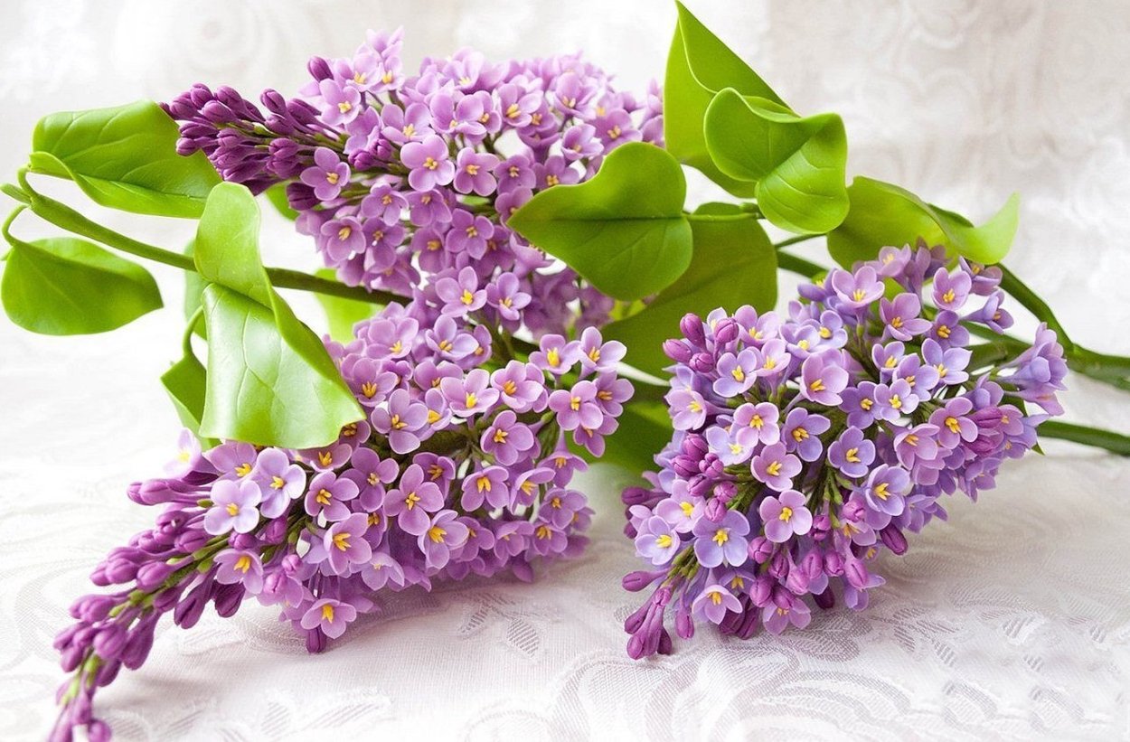 Холодный фарфор мастер класс для начинающих