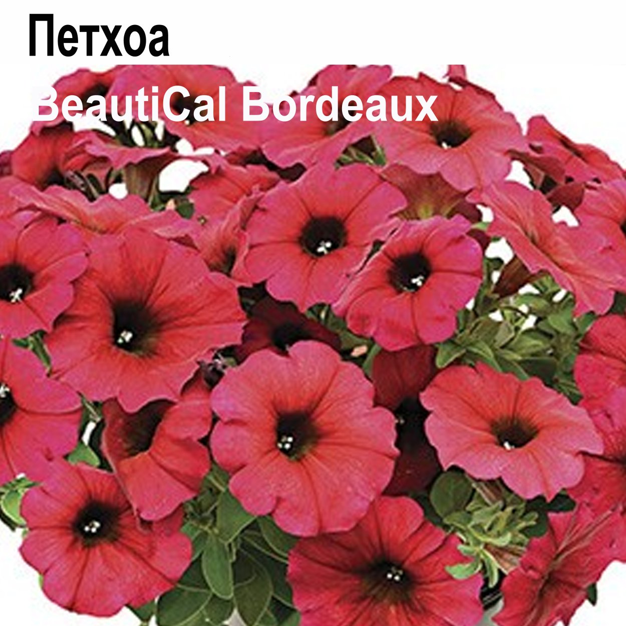 Петуния Petchoa Beautical Cinnamon