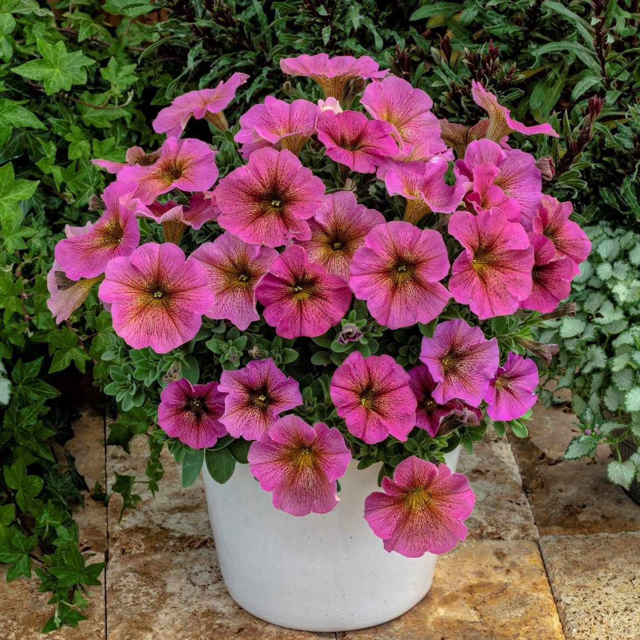 Петуния Beautical Sunray Pink