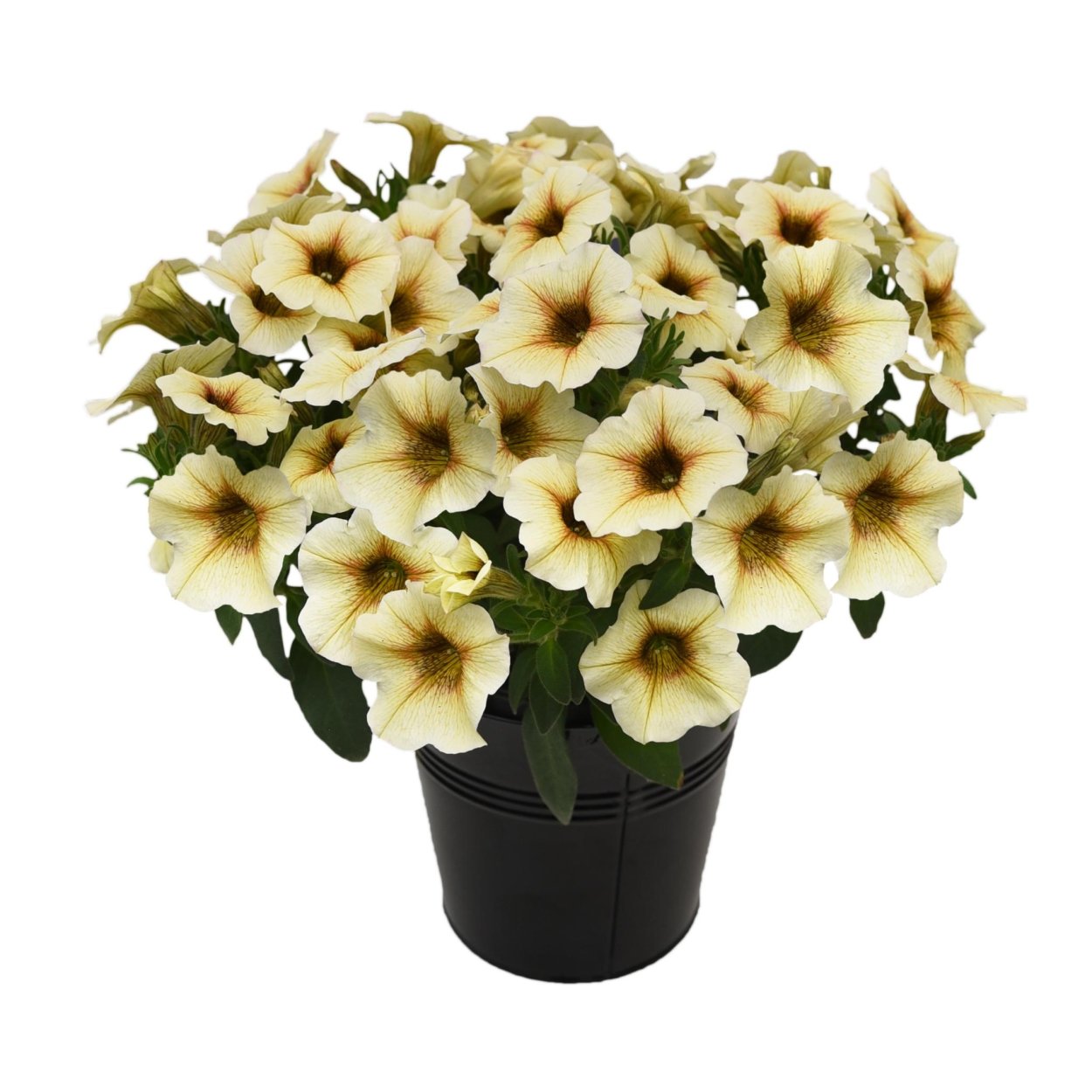 Петхоа Petchoa Beautical French Vanilla