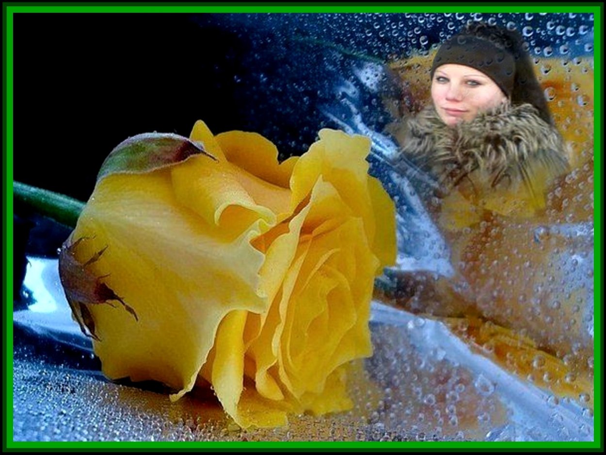 Желтые розы на снегу