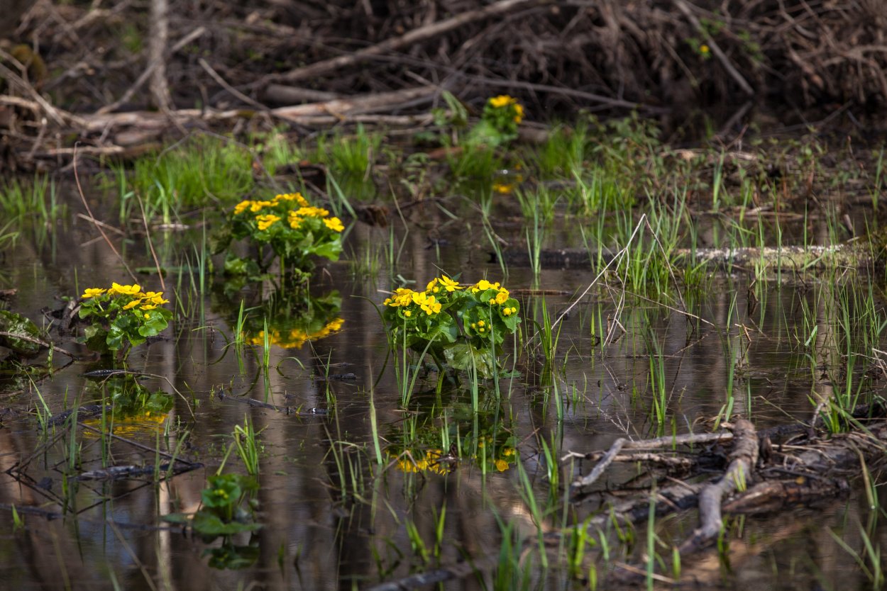 Растущие цветы на болоте