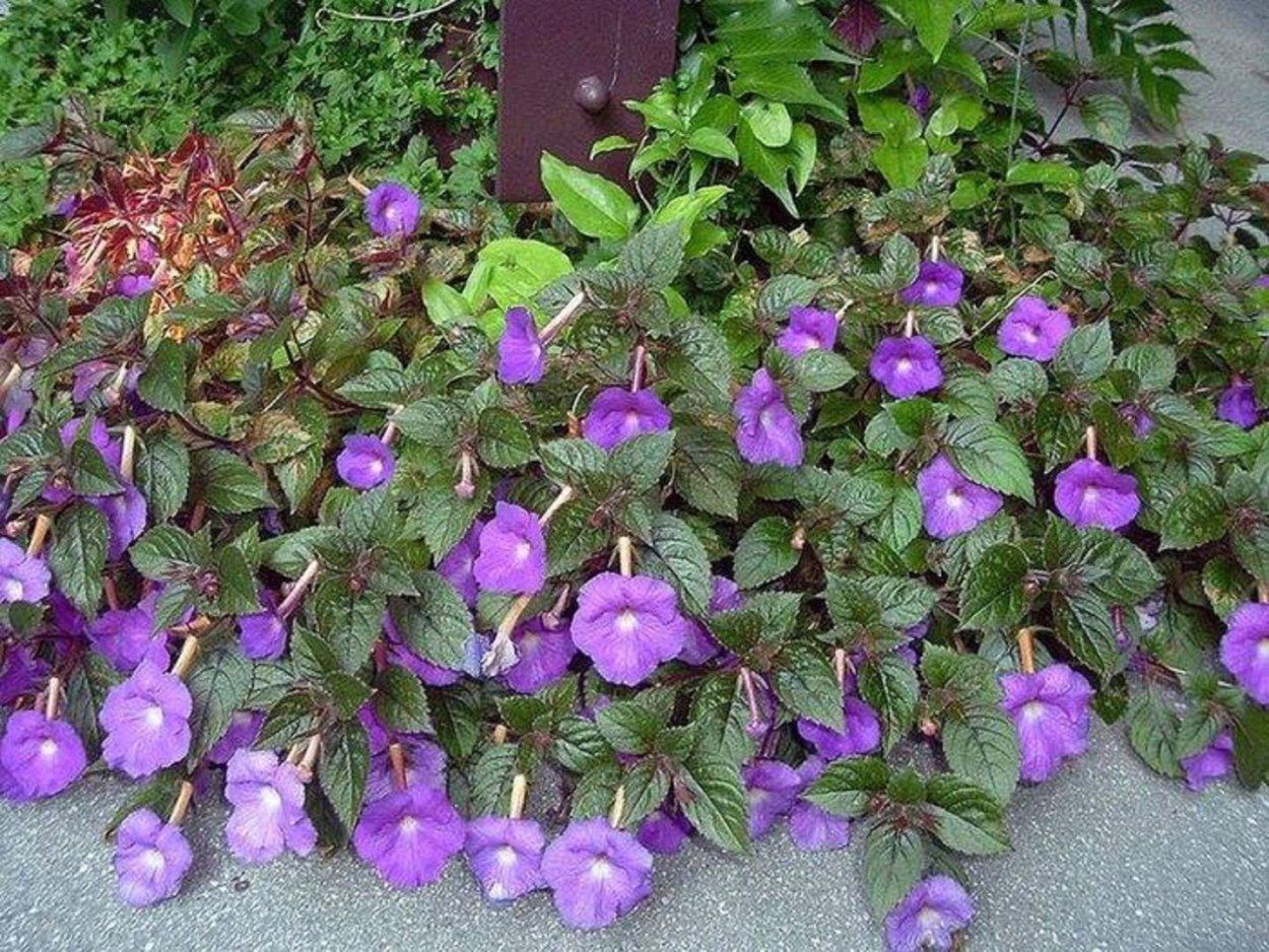 Achimenes grandiflora