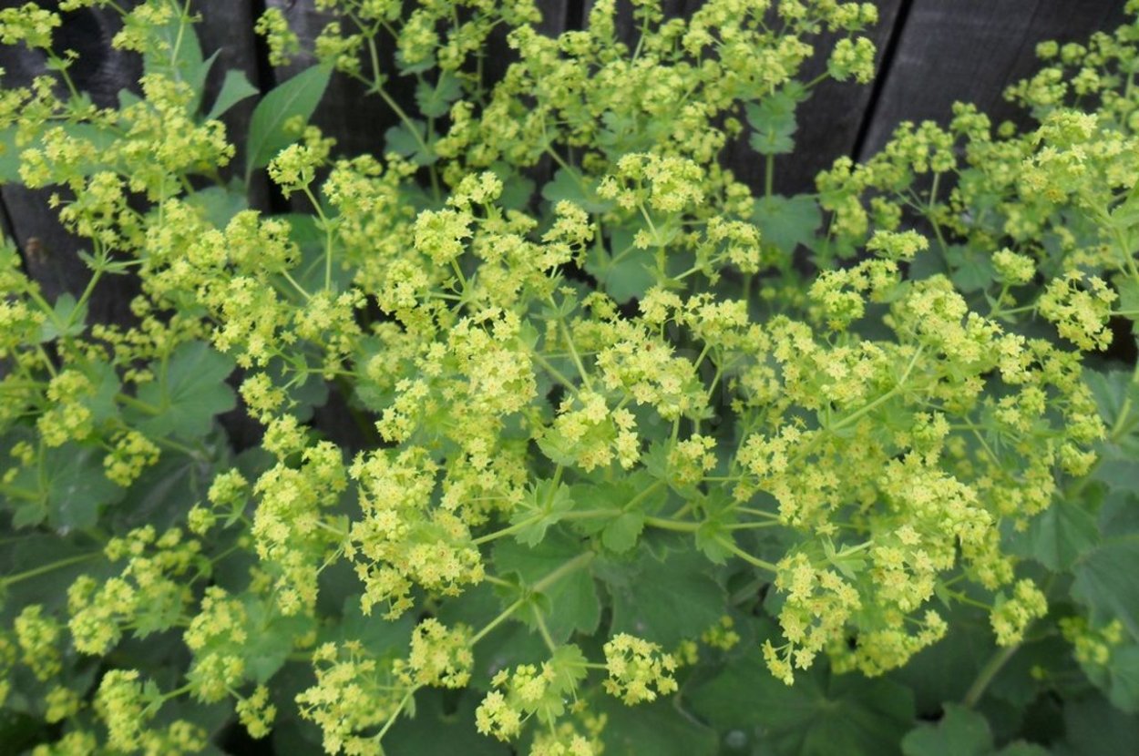 Манжетка мягкая (Alchemilla mollis)
