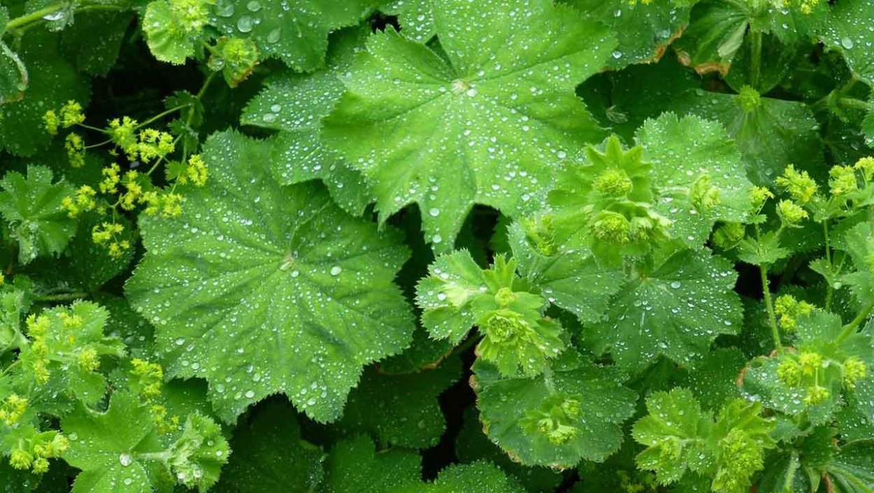Манжетка обыкновенная (Alchemilla vulgaris)